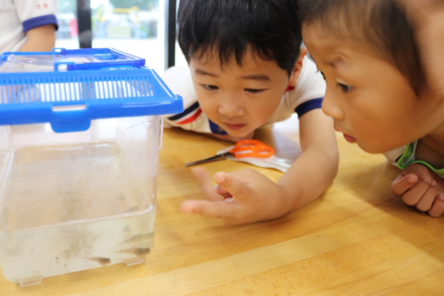 生き物を見つめる子